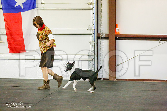 _RH_6852-BullTerrierMar2015-HR3