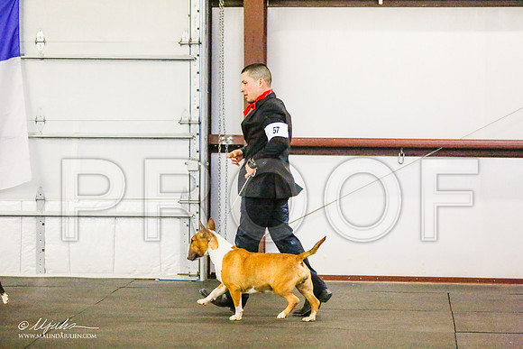 _RH_6854-BullTerrierMar2015-HR3