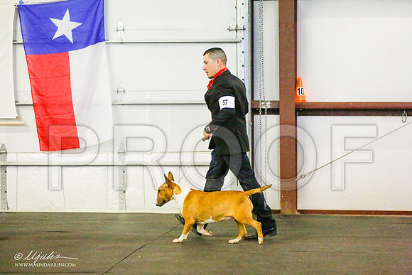 _RH_6856-BullTerrierMar2015-HR3