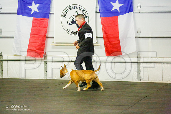 _RH_6861-BullTerrierMar2015-HR3