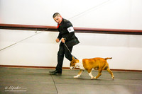 12-18 Puppy Dog Colored Sweeps Sat Ring