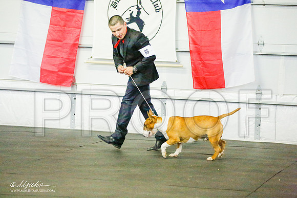 _RH_6662-BullTerrierMar2015-HR3