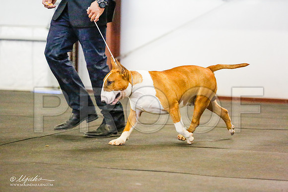 _RH_6668-BullTerrierMar2015-HR3