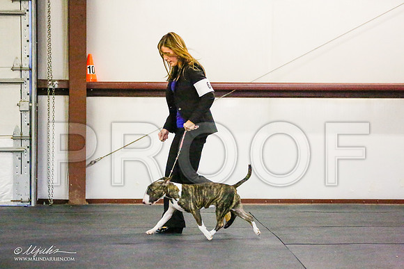 _RH_7689-BullTerrierMar2015-HR3