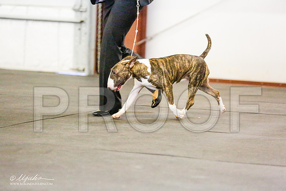 _RH_7703-BullTerrierMar2015-HR3