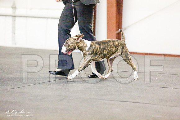 _RH_7704-BullTerrierMar2015-HR3