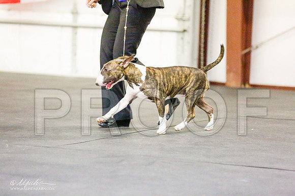 _RH_7705-BullTerrierMar2015-HR3