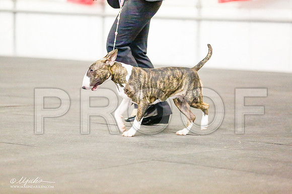 _RH_7707-BullTerrierMar2015-HR3