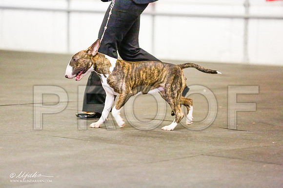 _RH_7708-BullTerrierMar2015-HR3