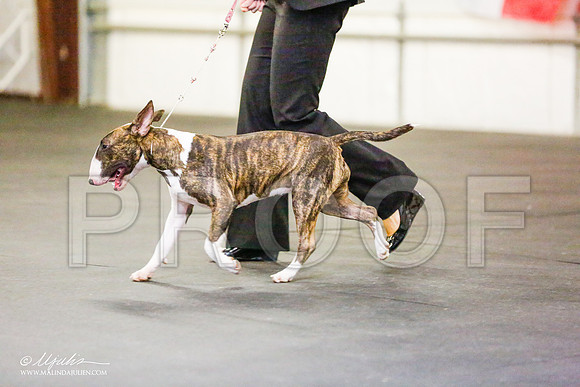 _RH_7710-BullTerrierMar2015-HR3