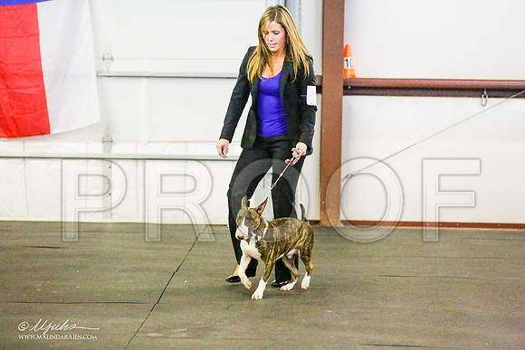 _RH_6720-BullTerrierMar2015-HR3
