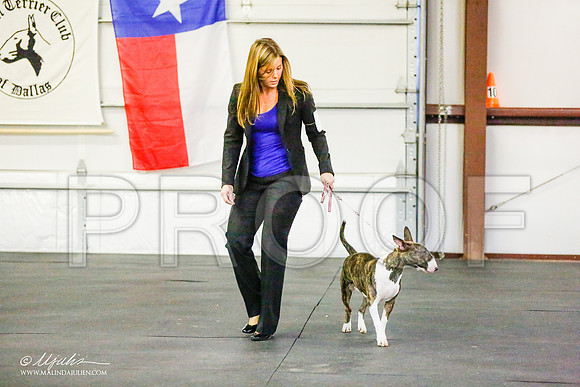 _RH_6722-BullTerrierMar2015-HR3