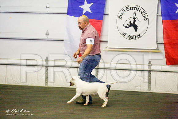 _RH_8531-BullTerrierMar2015-HR3