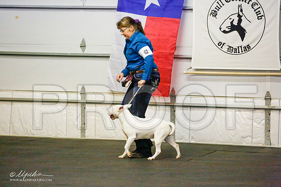 _RH_7128-BullTerrierMar2015-HR3