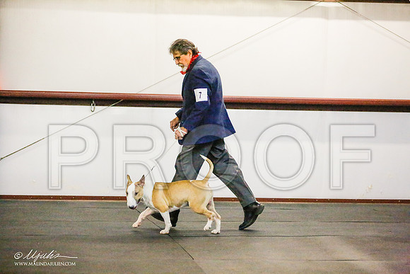 _RH_7239-BullTerrierMar2015-HR3