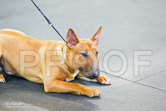 _RH_6403-BullTerrierMar2015-HR3