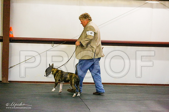 _RH_6424-BullTerrierMar2015-HR3