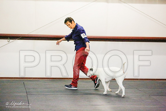 _RH_6942-BullTerrierMar2015-HR3
