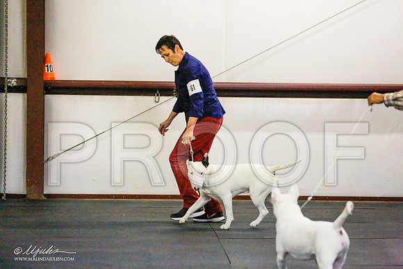 _RH_8154-BullTerrierMar2015-HR3