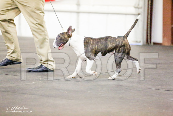 _RH_6809-BullTerrierMar2015-HR3