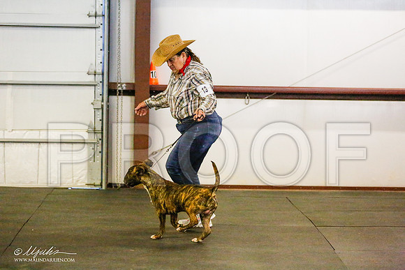 _RH_7328-BullTerrierMar2015-HR3