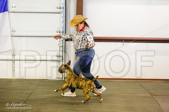 _RH_7329-BullTerrierMar2015-HR3