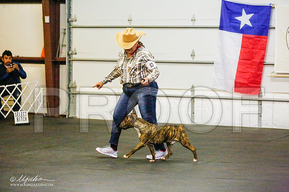 _RH_6615-BullTerrierMar2015-HR3
