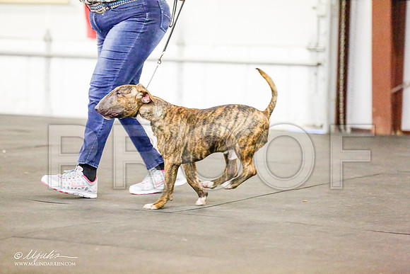 _RH_6620-BullTerrierMar2015-HR3