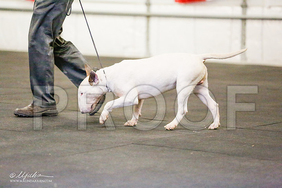 _RH_7088-BullTerrierMar2015-HR3