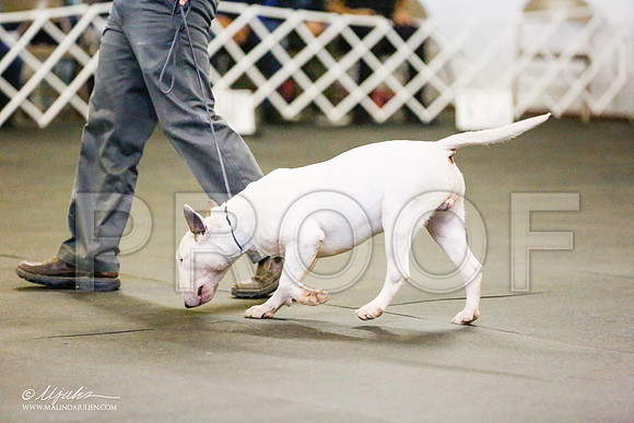 _RH_7095-BullTerrierMar2015-HR3