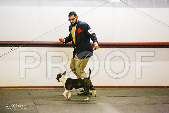 _RH_7831-BullTerrierMar2015-HR3