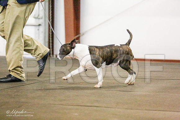 _RH_7847-BullTerrierMar2015-HR3
