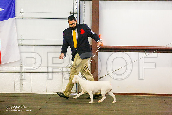 _RH_8593-BullTerrierMar2015-HR3