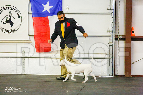 _RH_8595-BullTerrierMar2015-HR3