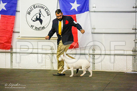 _RH_8597-BullTerrierMar2015-HR3