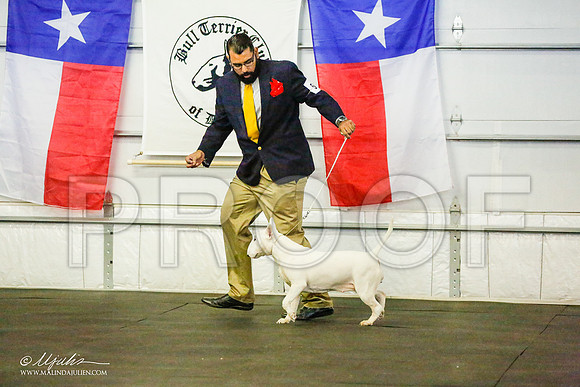 _RH_8598-BullTerrierMar2015-HR3