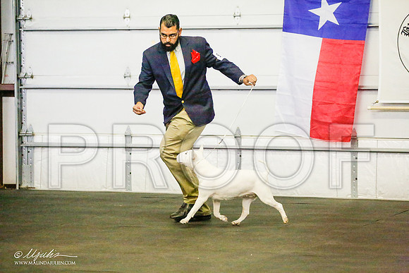 _RH_8603-BullTerrierMar2015-HR3