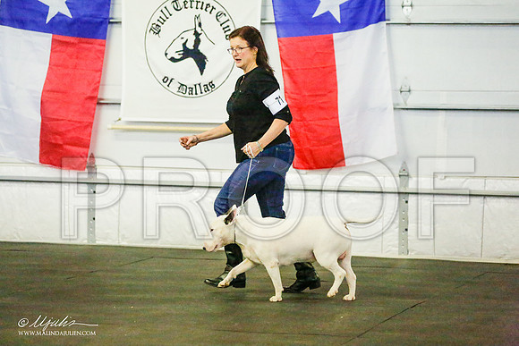 _RH_8325-BullTerrierMar2015-HR3