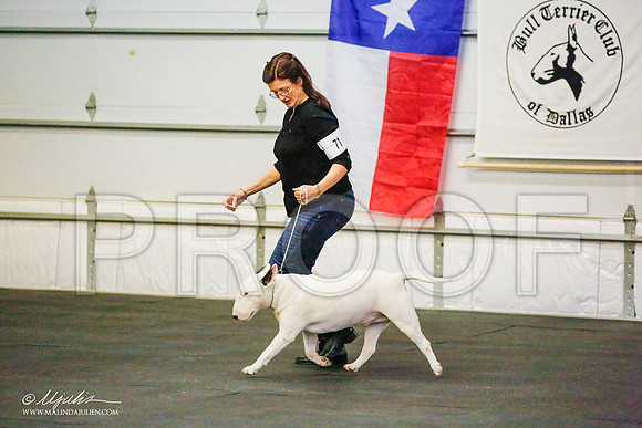 _RH_8329-BullTerrierMar2015-HR3