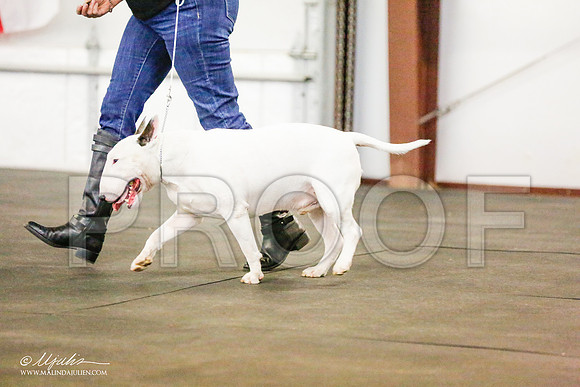 _RH_8331-BullTerrierMar2015-HR3
