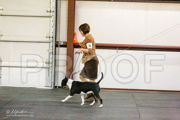 _RH_8959-BullTerrierMar2015-HR3