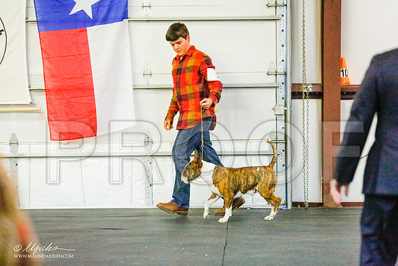 _RH_7961-BullTerrierMar2015-HR3