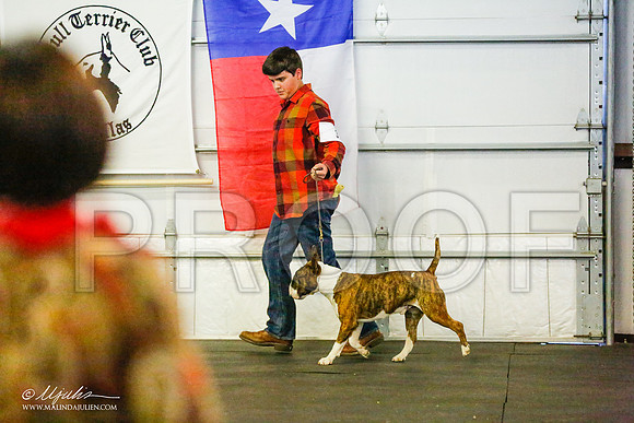 _RH_7963-BullTerrierMar2015-HR3