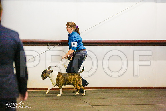 _RH_7966-BullTerrierMar2015-HR3