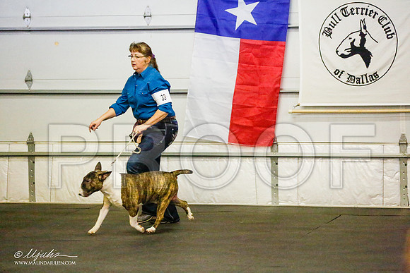 _RH_7971-BullTerrierMar2015-HR3