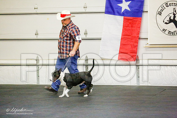 _RH_7976-BullTerrierMar2015-HR3
