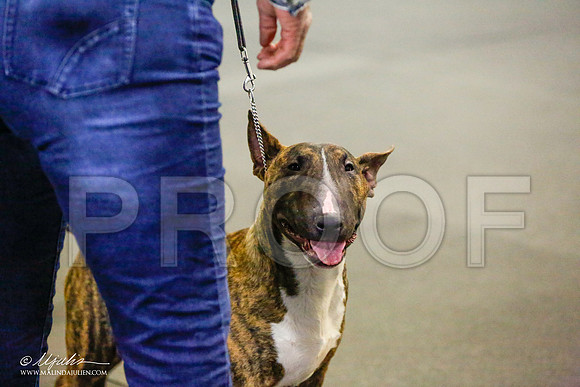 _RH_6921-BullTerrierMar2015-HR3