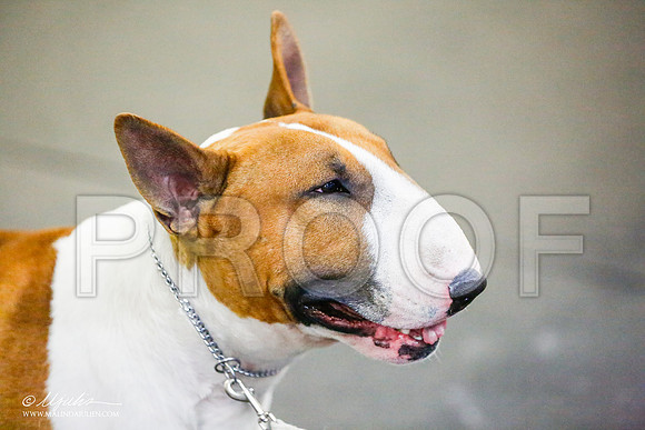 _RH_6933-BullTerrierMar2015-HR3
