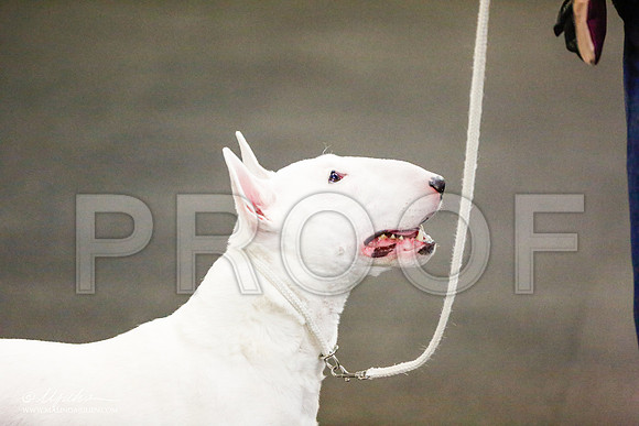 _RH_8840-BullTerrierMar2015-HR3