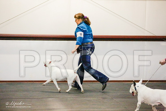 _RH_8843-BullTerrierMar2015-HR3